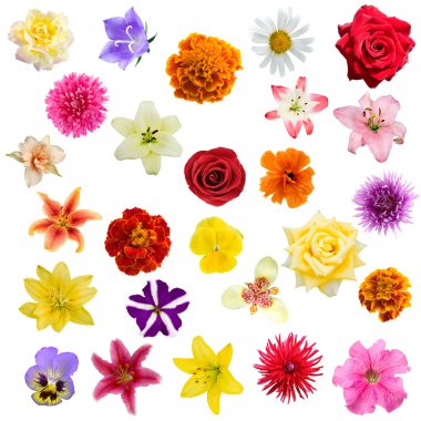 Big collage from flowers clipart