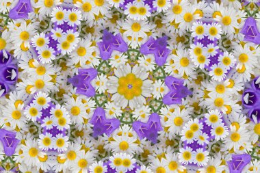 Kaleidoscope with chamomiles and campanulas clipart