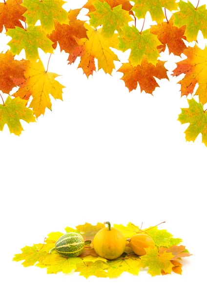Maple leaves and pumpkins — Stock Photo, Image