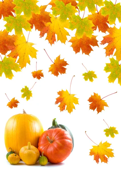 Maple leaves and pumpkins — Stock Photo, Image