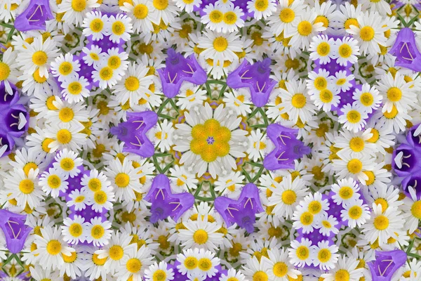 Kaleidoszkóp chamomiles és campanulas — Stock Fotó