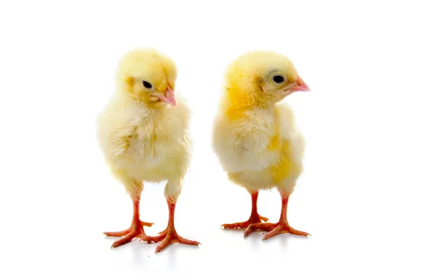 Gula kycklingar — Stockfoto