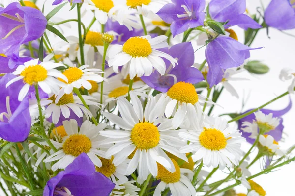 Kamillen und Glockenblumen — Stockfoto