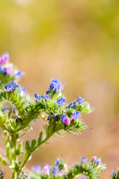 Bunga liar biru — Stok Foto