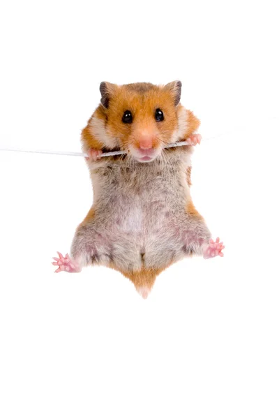 Hamster pendurado em uma corda — Fotografia de Stock