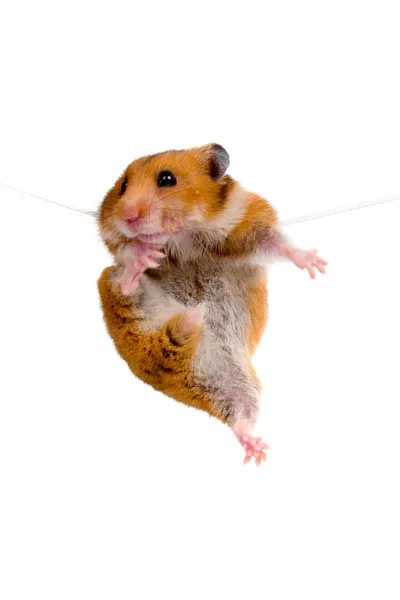 Hamster hängande på ett rep — Stockfoto