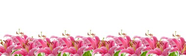 Border of pink lilies clipart