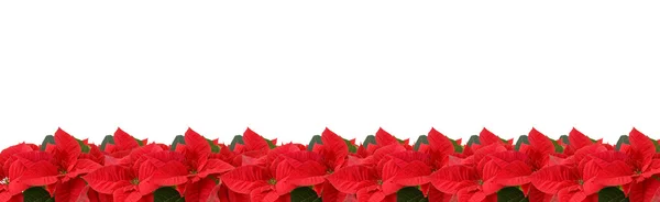 Border of red poinsettia — Stock Photo, Image