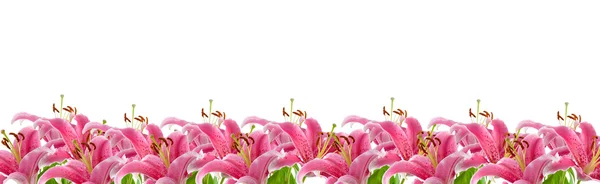 Gränsen av rosa liljor — Stockfoto