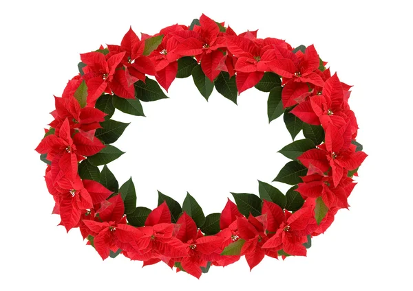 ポインセチアからクリスマスの花輪 — ストック写真