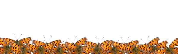 Граница бабочек — стоковое фото