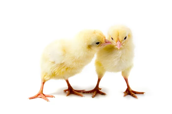 Duas galinhas — Fotografia de Stock