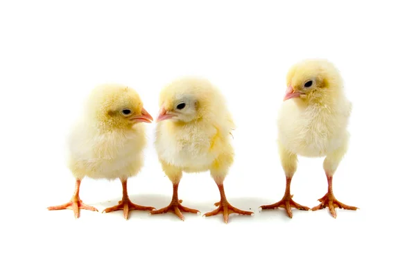 Tre kycklingar — Stockfoto