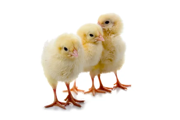 Tři kuřata — Stock fotografie