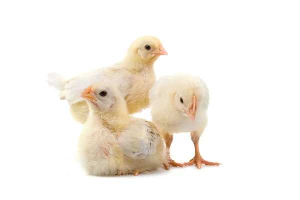 Three chickens — Stock Photo, Image