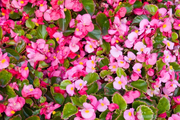 Ιστορικό ροζ λουλουδιών — Φωτογραφία Αρχείου