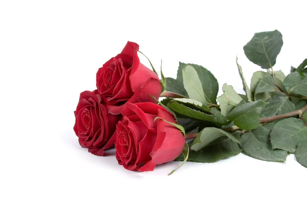 Krásná kytice růží — Stock fotografie