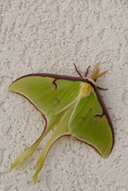 Luna Moth clipart