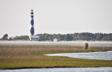 Wild Horse at Shackleford Banks clipart