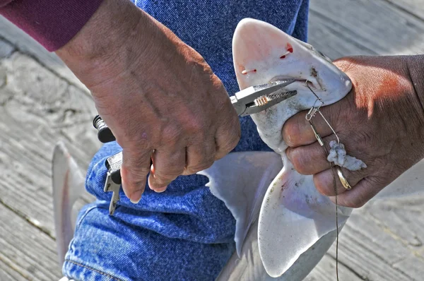 Рыбалка акул — стоковое фото