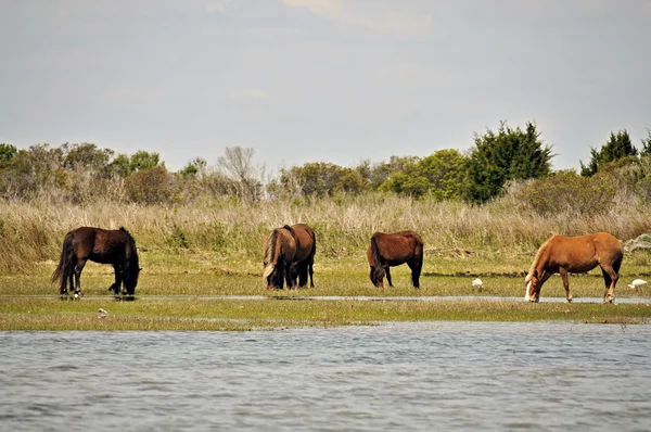 Wildpferde am Ufer von Shackleford — Stockfoto