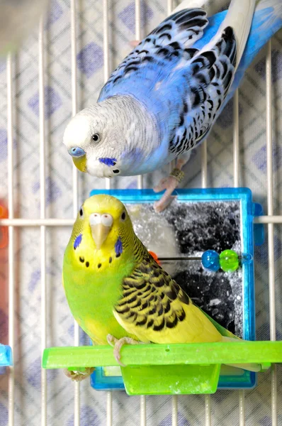 Papużki — Zdjęcie stockowe