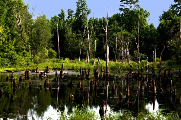 Swamp — Stock Photo, Image