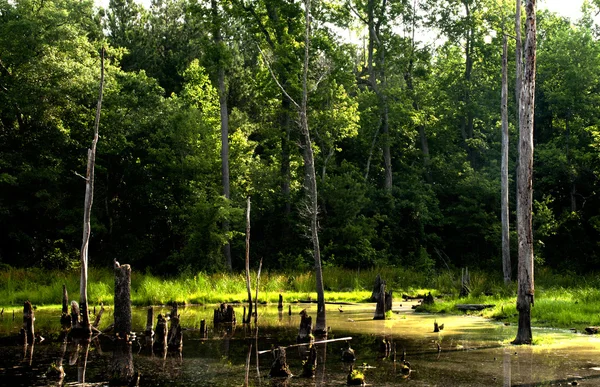 Swamp — Stockfoto