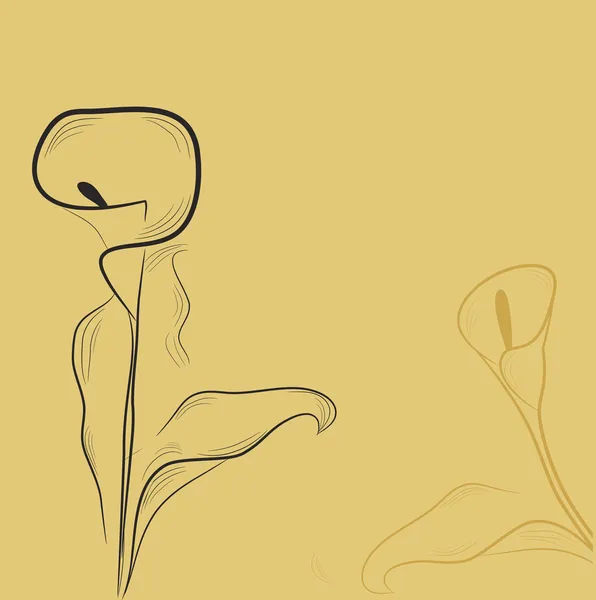 Calla lily çiçek — Stok Vektör