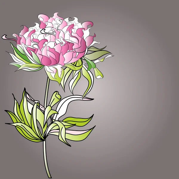 Flores de Paeonia — Archivo Imágenes Vectoriales