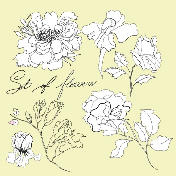 花のセット — ストックベクタ