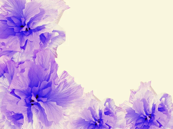 Blomma abstraktion bakgrund — Stockfoto