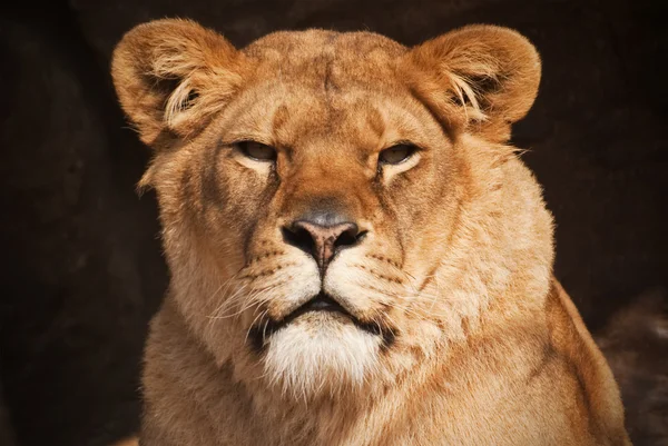 Dişi aslan — Stok fotoğraf