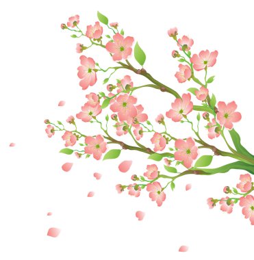 Sakura clipart