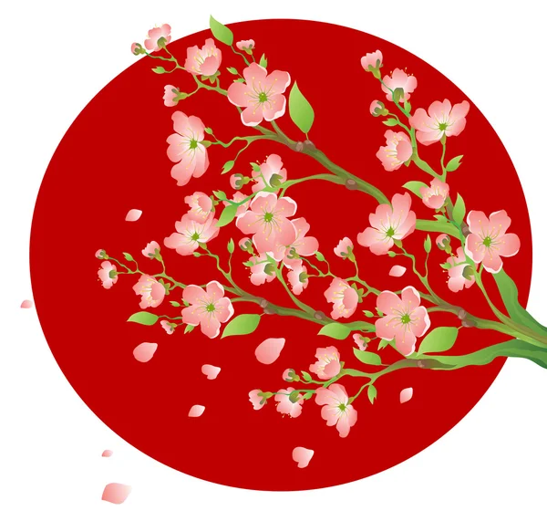 Sakura. —  Fotos de Stock