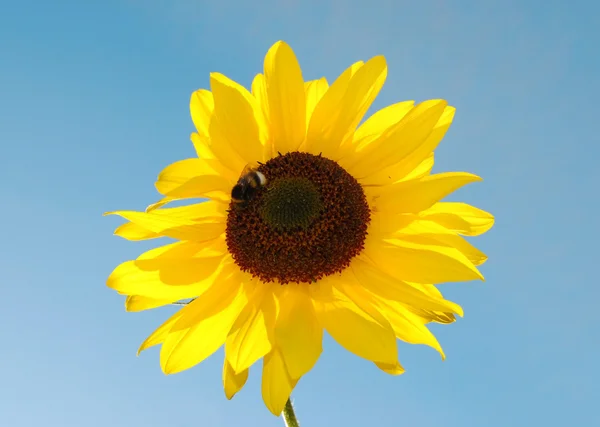 Олія соняшникова джміль — стокове фото