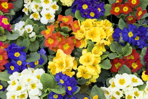 Kwiaty pierwiosnka — Zdjęcie stockowe
