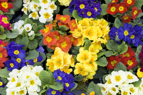 Primrose flowers