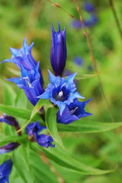 Genciana-azul — Fotografia de Stock