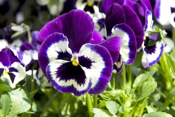 Lilac pansies — Stock Photo, Image