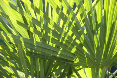 Palm leaves clipart