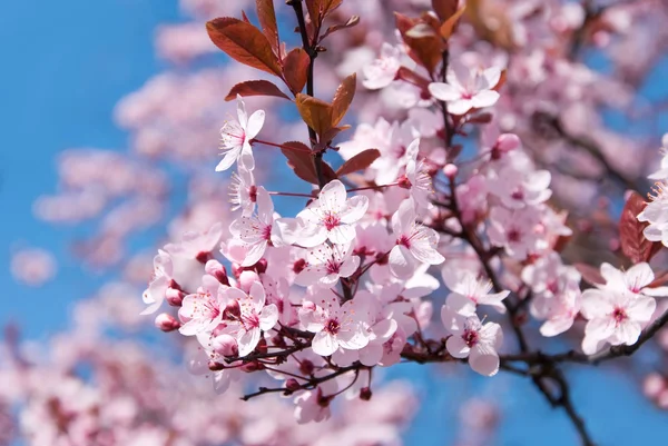 Pink berry blossom — Stock Photo, Image