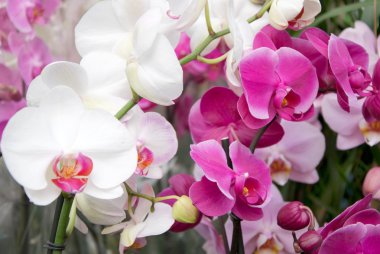 Orchids clipart