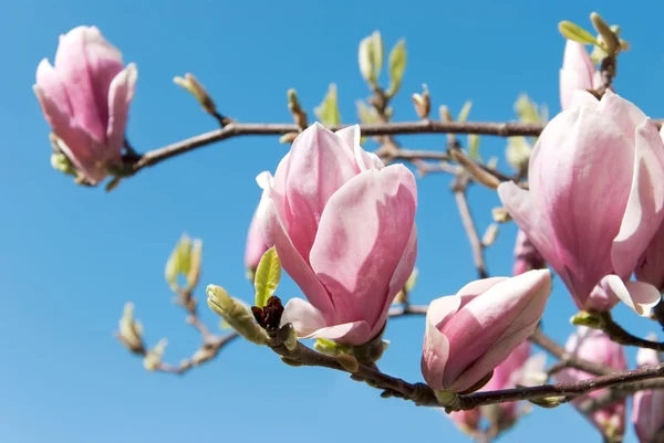 Pink magnolia — Stock Photo, Image