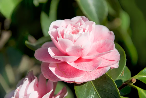 Camélia rose images libres de droit, photos de Camélia rose | Depositphotos