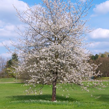 Cherry tree clipart
