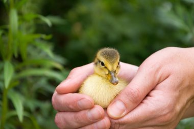 Baby duck clipart