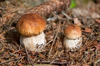 Porcini boletus edulis clipart