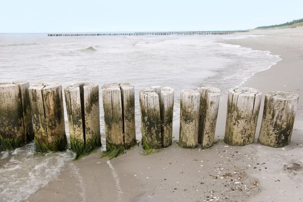 Itämeren nivuset — kuvapankkivalokuva