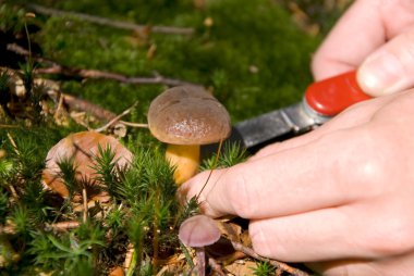 Collecting mushrooms clipart